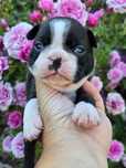 Boston Terrier- piesek, ZkwP, FCI!
