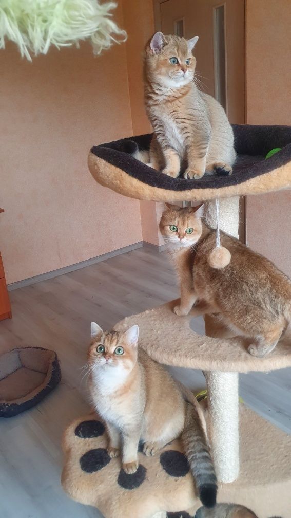 Розплідник Luxio Family пропонує кошенят золотої шиншили британської