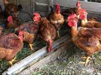 Galos bons para cabidela ou outros petiscos