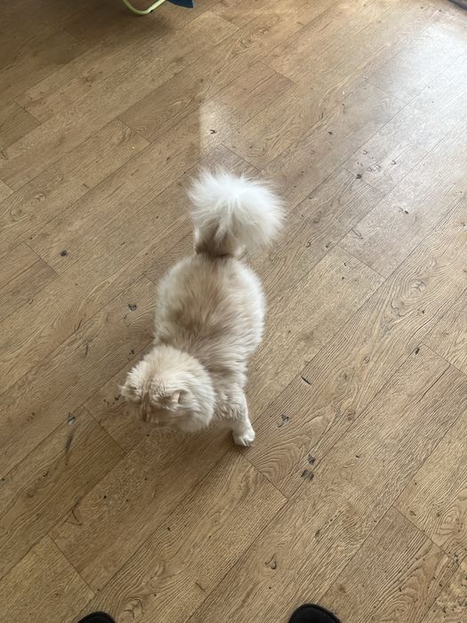 Вислоухий шотландец, 4 года.