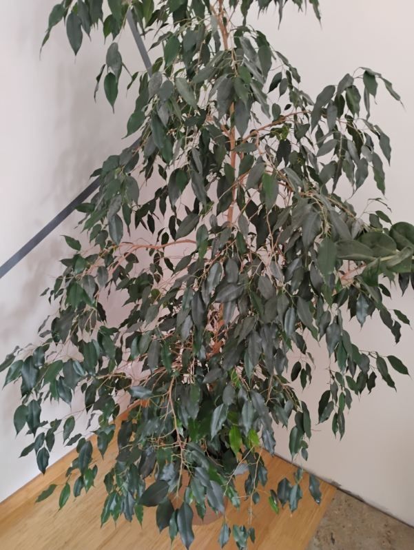 Beniamin 1.75m tak na oko