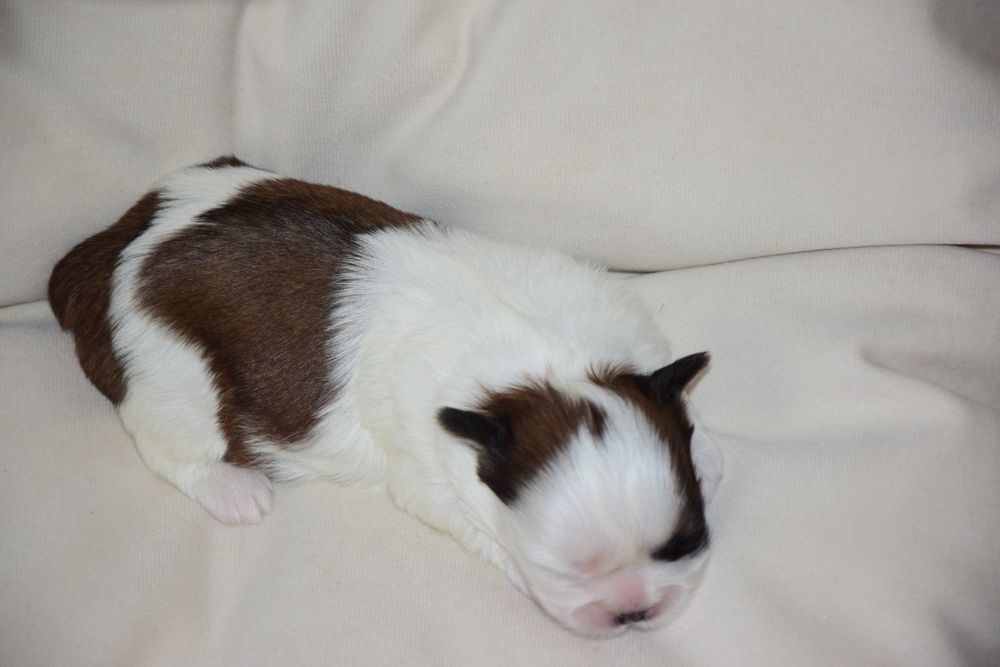 Elza Shih Tzu suczka rodowód UBEZPIECZENIE