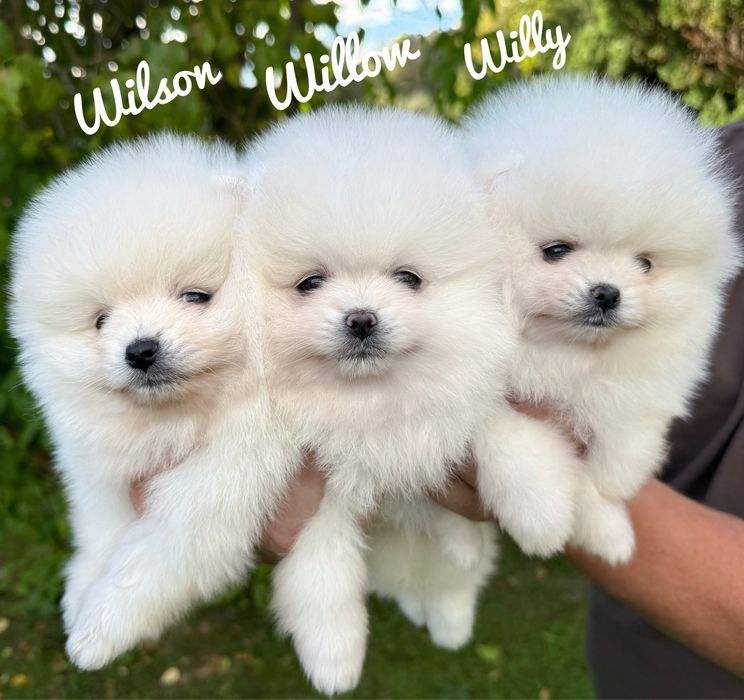 Pomeranian Szpic Miniaturowy Pomeranian Suczka Zkwp FCI