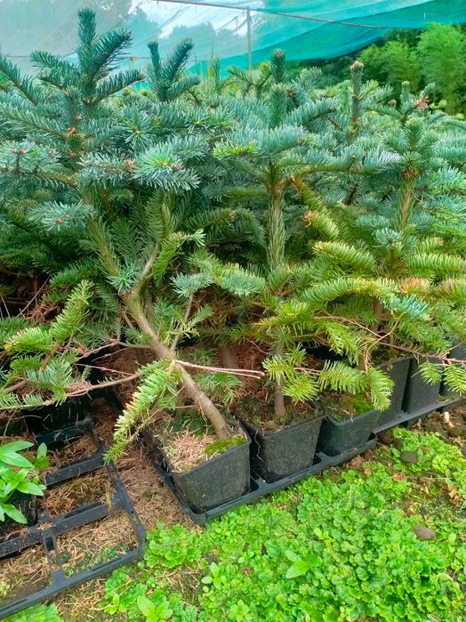 Jodła nobilis WYSYŁKA szlachetna