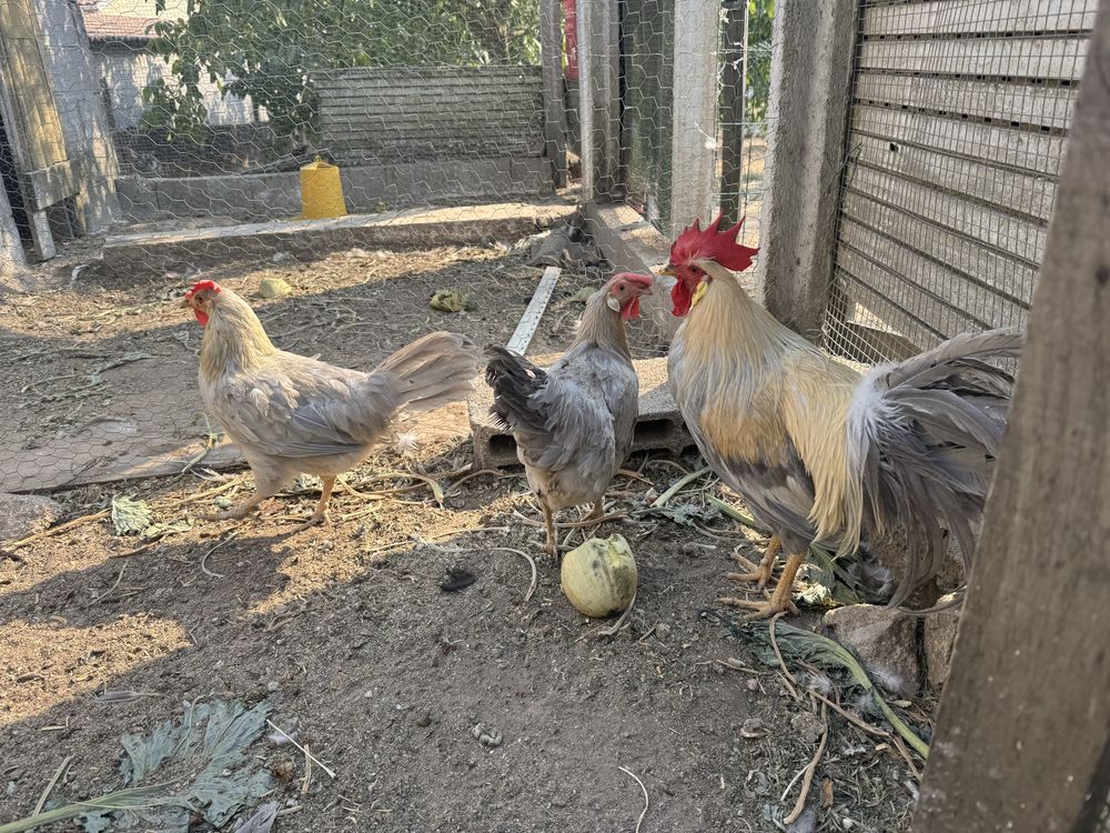 Leghorn isabella, marans olive egg