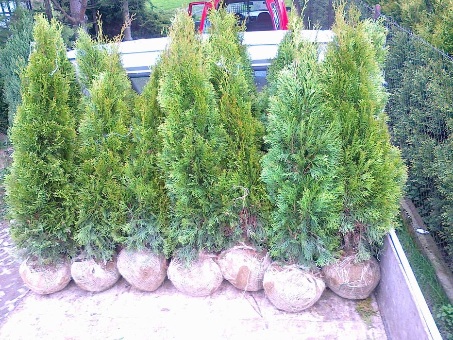 PROMOCJA Tuja, Thuja Szmaragd,  80-220cm Wozimy, dowozimy, Sadzimy