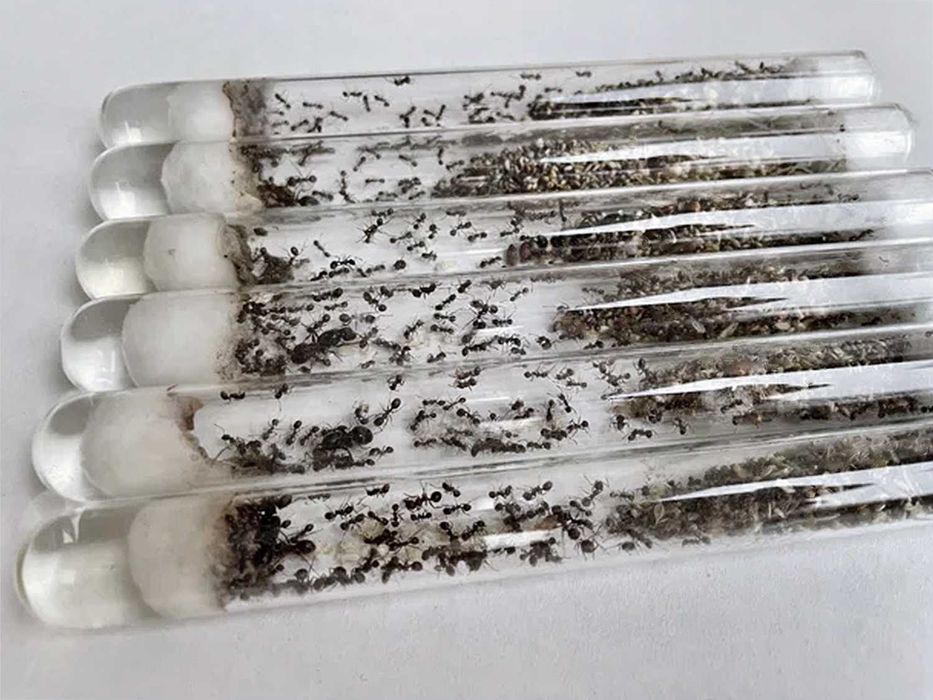 ВЕЛИКІ колонії 60+ робітників, Жнеці, Messor Structor, Мурахи