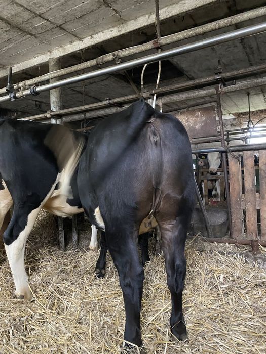 Sprzedam dwie mięsne jałówki do dalszej hodowli