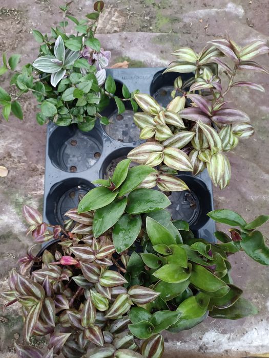 Trzykrotka pakiet x 4 doniczka