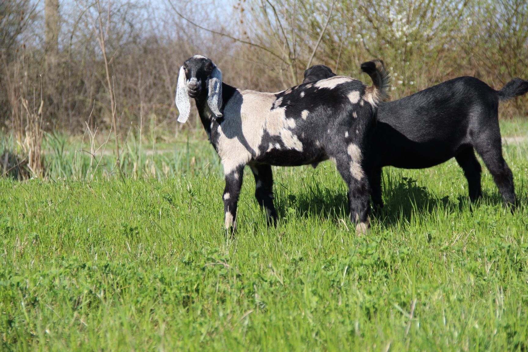 Кози і козенята Англонубійська порода