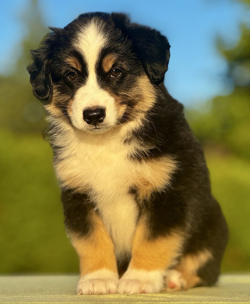 Amerykański owczarek miniaturowy- MAS - Mini Aussie- piesek FCI
