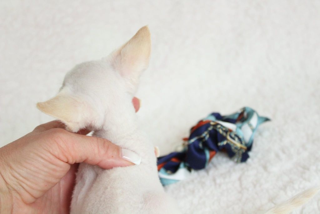 Kocurek devon rex FPL