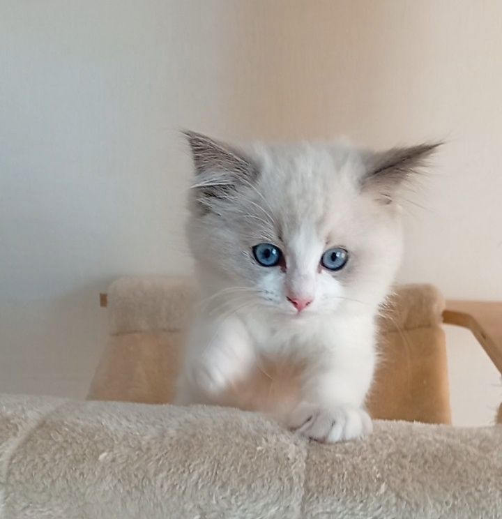 Ragdoll kociak FPL