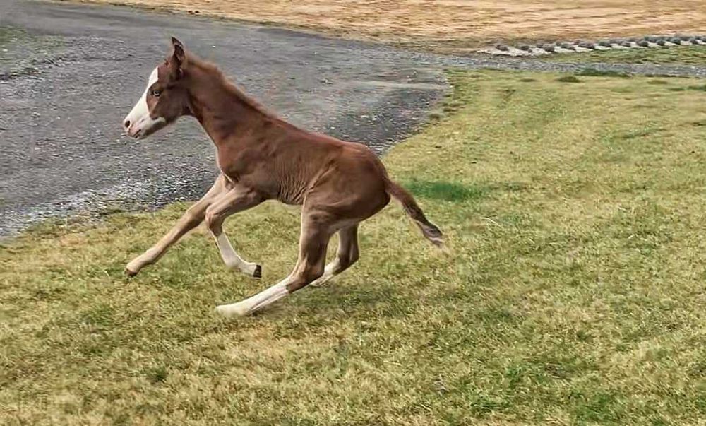 Ogierek American Quarter Horse