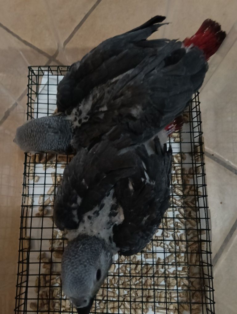 Papagaios bebés.