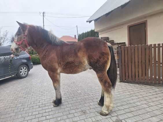 Sprzedam ogierka zimnokrwistego