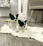 Spaniel kontynentalny -Papillon