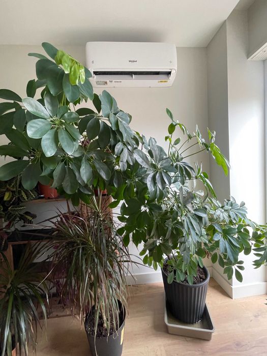 Coleção de Plantas de Interior – Todas por 200€ (Braga)