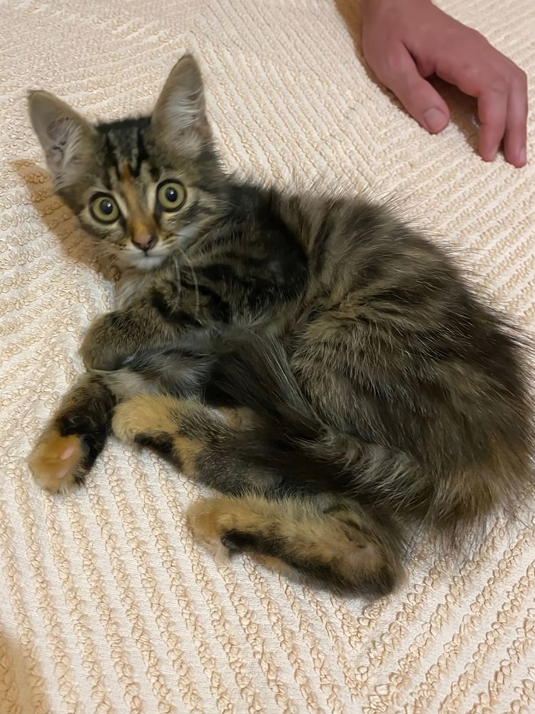 Кошеня дівчинка котенок кішка безкоштовно