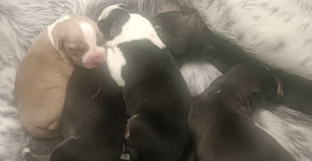 Szczeniaki wyżeł niemiecki