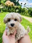 Maltipoo piesek gotowy do odbioru