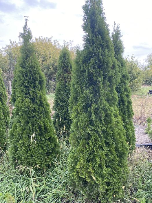 Смарагди великого розміру