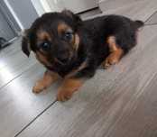 Oddam pieski w dobre rece !