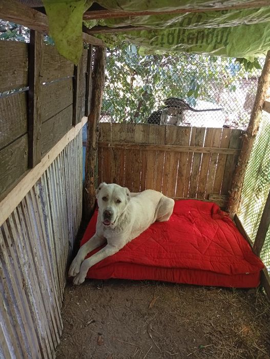 Алабай дівчинка молода