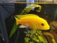 Pyszczak żółty, yellow, cytrynowy