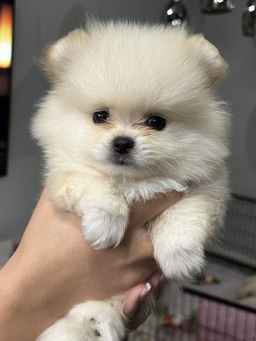 Pomeranian, szpic miniaturowy ZKWP FCI, hodowla DOG STAR