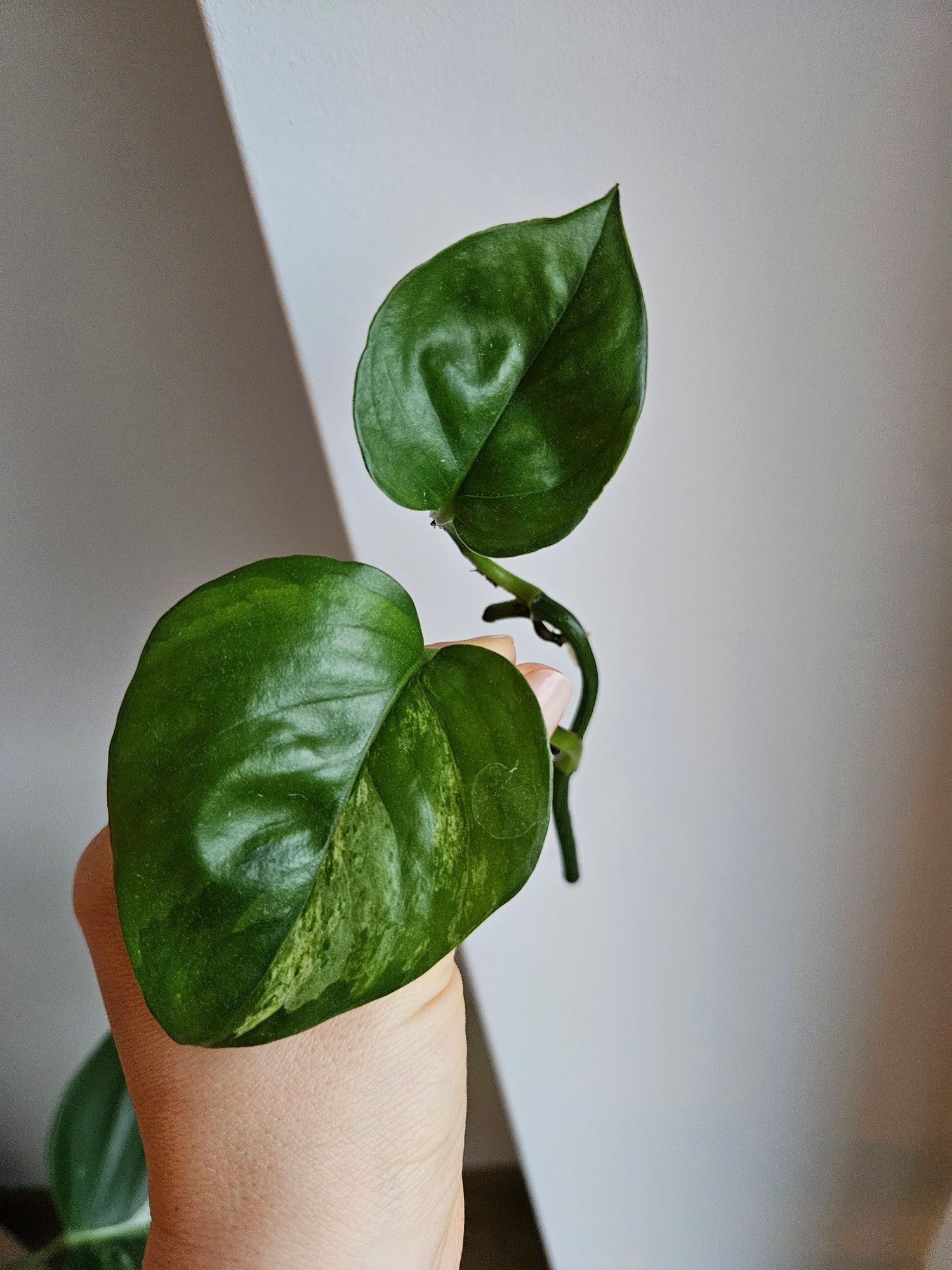 Epipremnum Manjula Golden sadzonka pędówa ukorzeniona