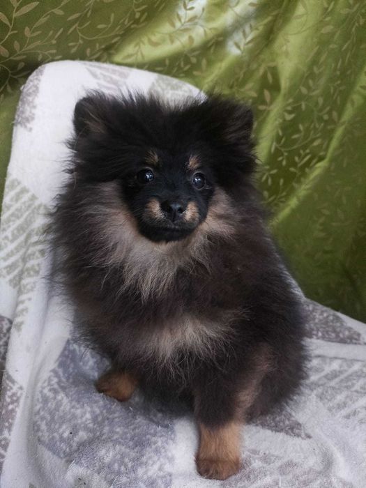 Wzorcowa suczka Małego Szpice Black and tan rodzice FCI