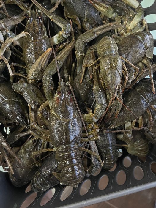 Живые раки Запорожье. 6 видов варки раков. Лушчие раки в городе !