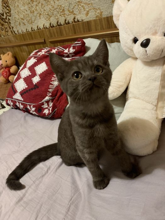 Шотлансдские котята