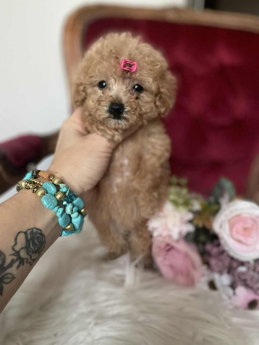 Wyjątkowa suczka Tori  pudel toy aprikot krótka kufa