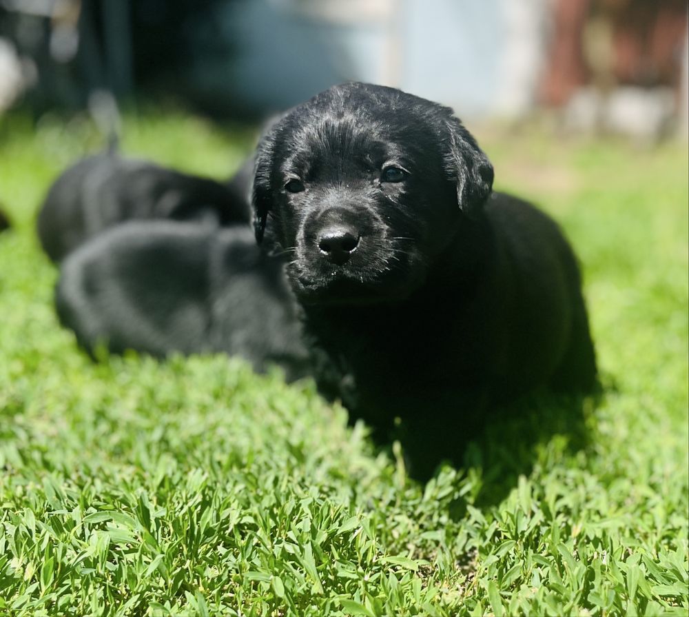 Labrador Retriever piesek ZKwP/FCI