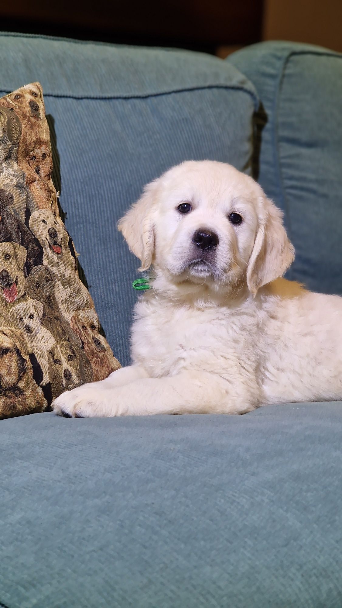 Golden Retriever Szczeniak FCI ZKwP