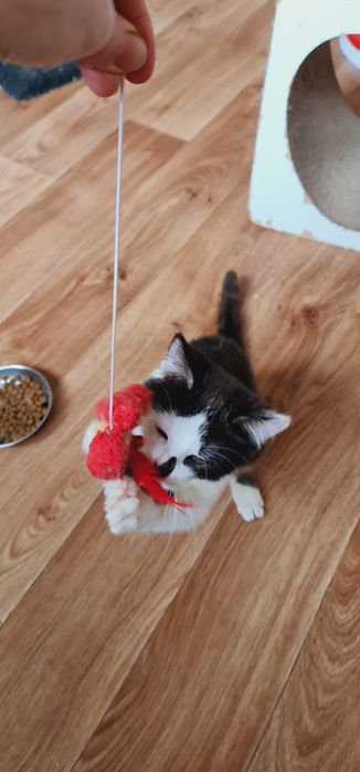 Кошеня файний хлопчик
