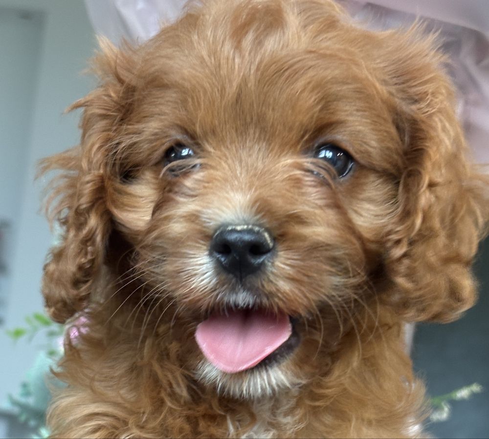 Cavapoo piesek  red