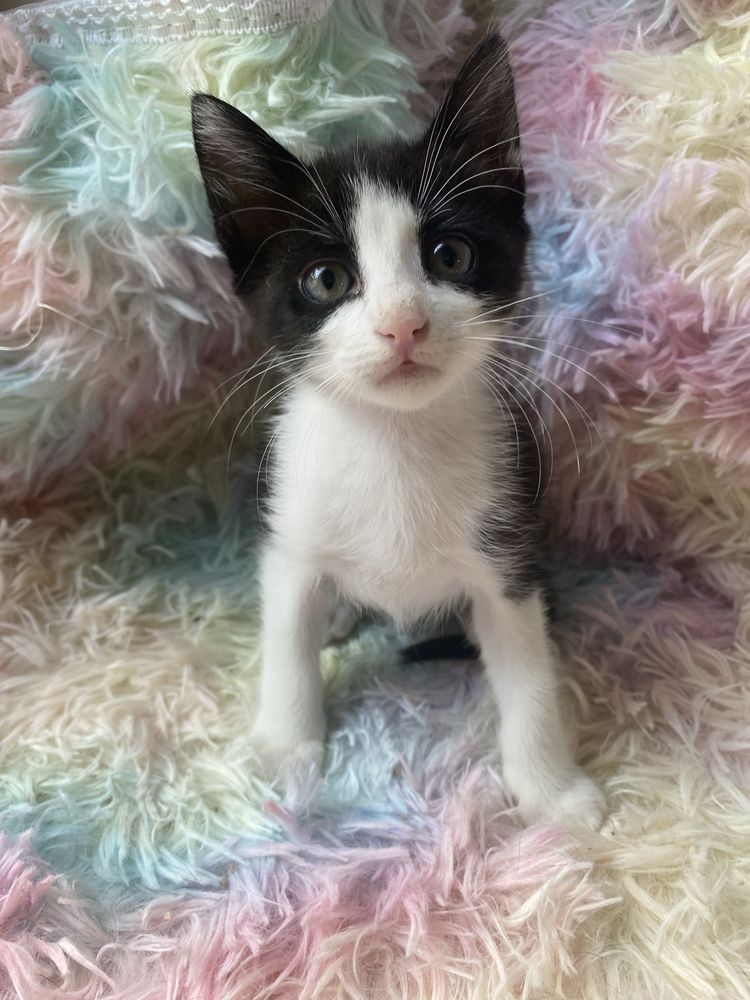 Gatinhas para adoção (2 meses)