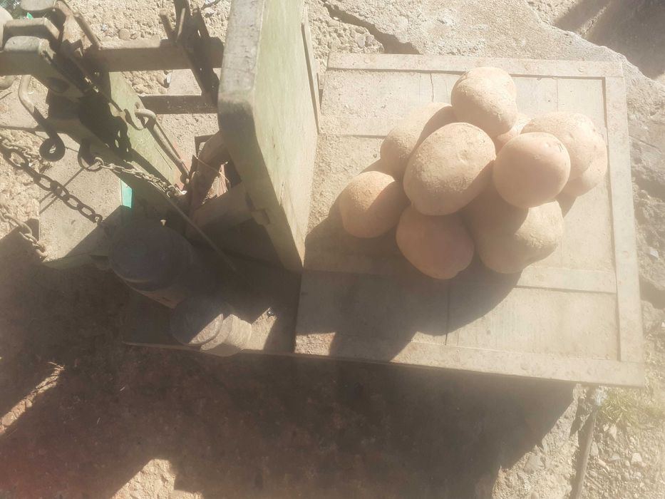 Ziemniaki Bellarosa z wlasnego gospodarstwa , na oborniku..