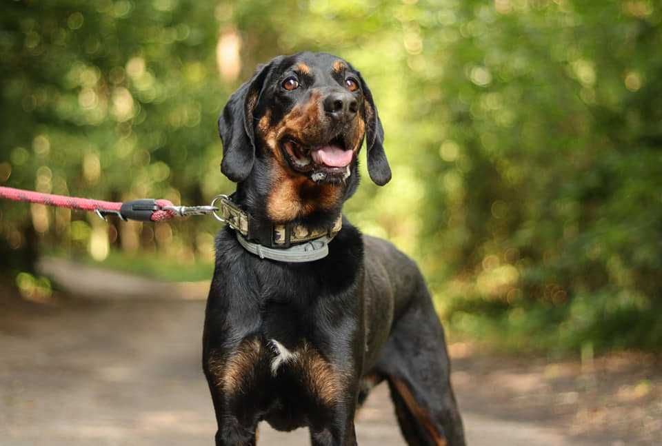 Gończy polski szuka odpowiedzialnego opiekuna