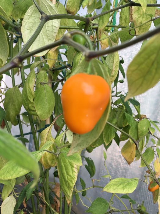 Sementes de pimenta aji oro rocoto
