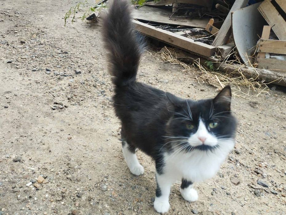 Обалденно красивый котёнок бесплатно