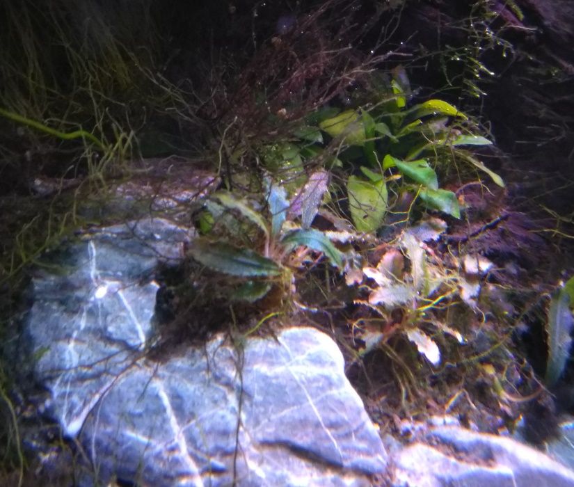 Bucephalandra