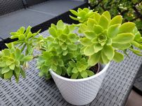 Sedum Palmeri. Idealna roślina  na balkon lub taras