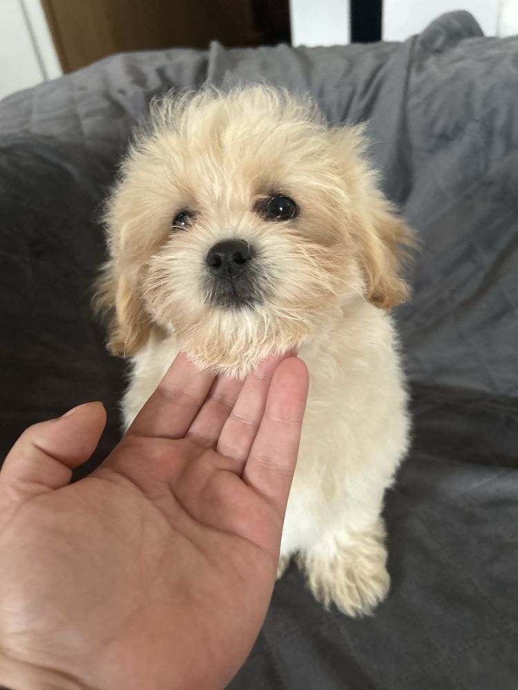 Maltipoo śliczny piesek