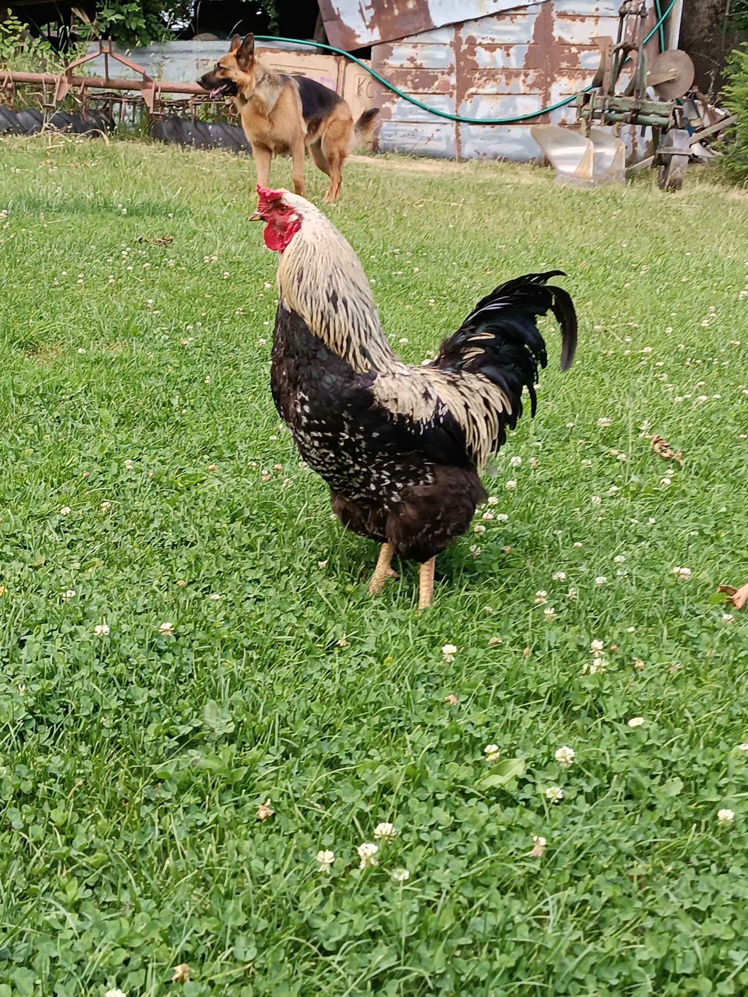 Sprzedam koguta czarnego