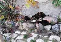 Bezdomne kotki proszą o karmę :(