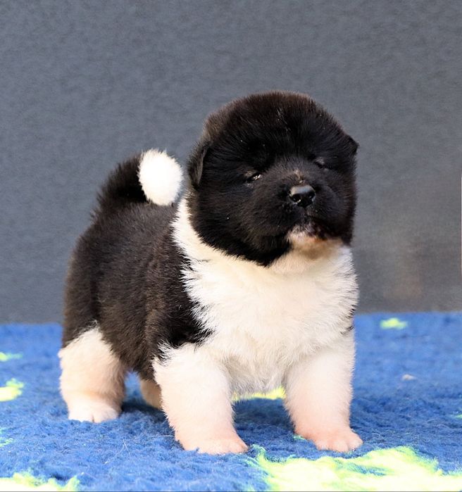 Akita Amerykańska samiec